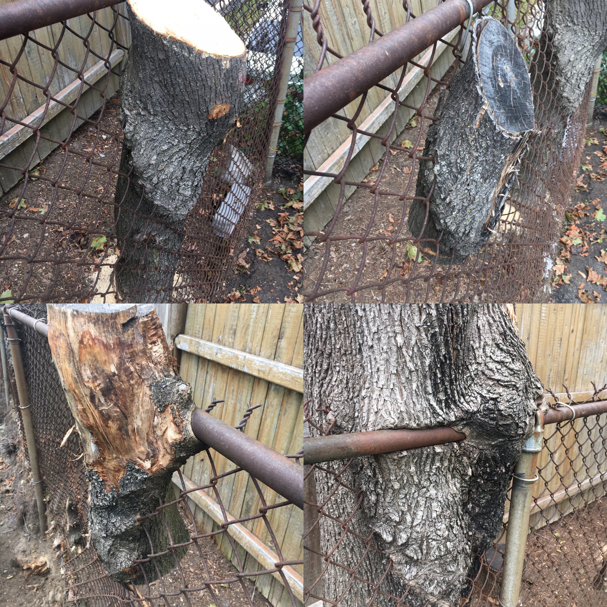 Note: I did not personally cut any of the trees involved in this project. Each piece has been found or given to me by a friend.